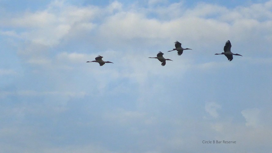 Station ID: Circle B-Birds