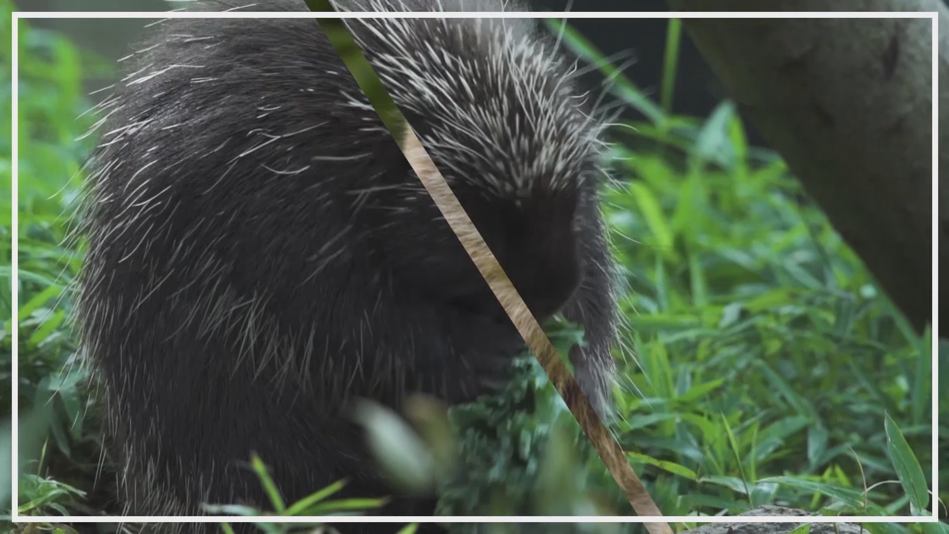 Thumbnail image for PSA: HUMANE CONSERVATION