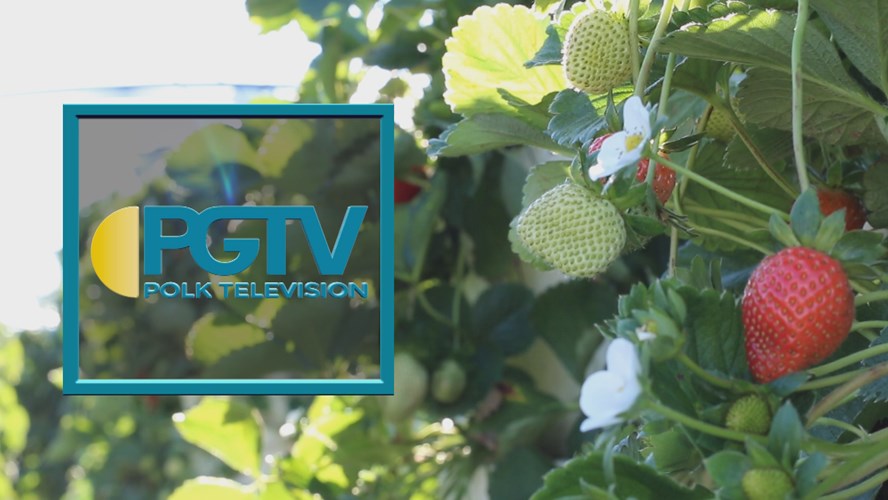 Thumbnail image for Station ID;Strawberries PGTV seperated tag;20170306 000015 AG