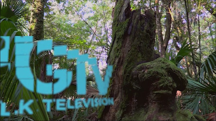 Thumbnail image for Station ID;Colt Creek Tree Stump