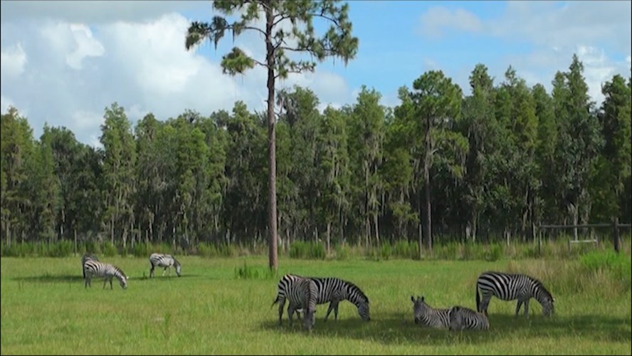 Thumbnail image for Station ID; Zebras Blocks; 000011