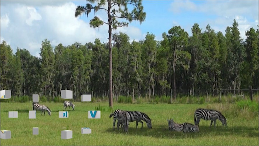 Thumbnail image for Station ID; Zebras Blocks; 000013