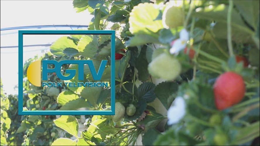 Thumbnail image for Station ID: Strawberries