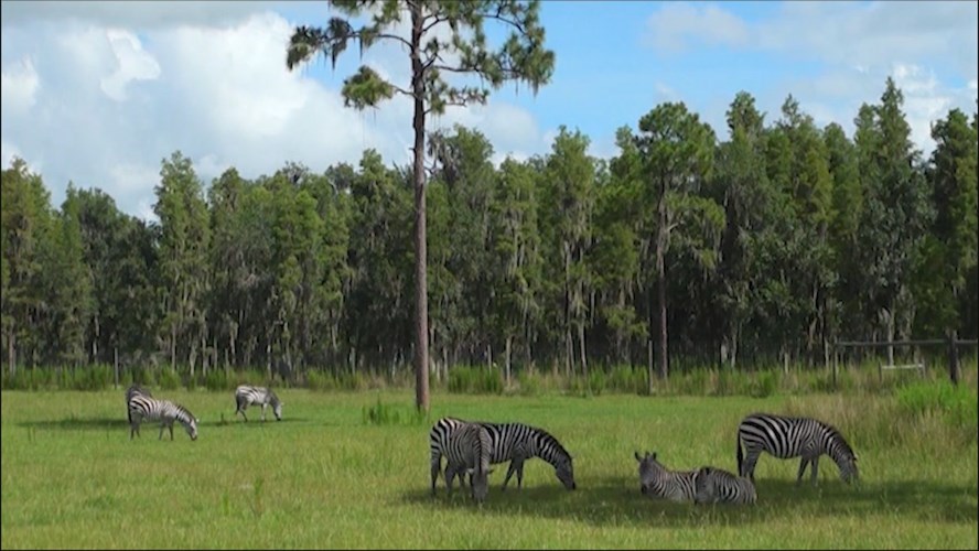 Thumbnail image for Station ID: Zebras