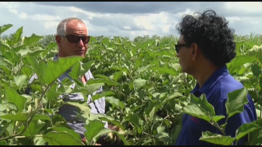 Thumbnail image for PSA: IFAS Crop Production