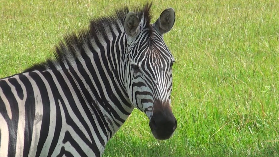 Thumbnail image for Station ID: Safari Wilderness Ranch