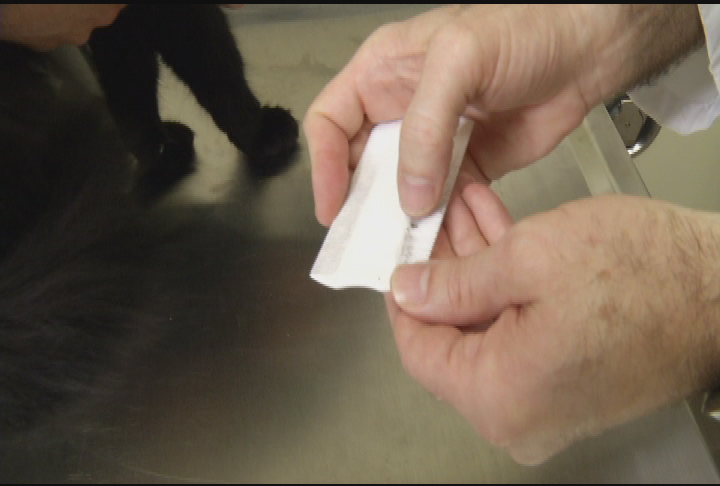 Protecting our Pets: When fleas attack